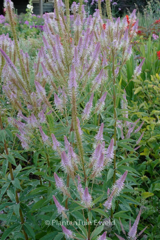 Veronicastrum virginicum ‚Erika‘