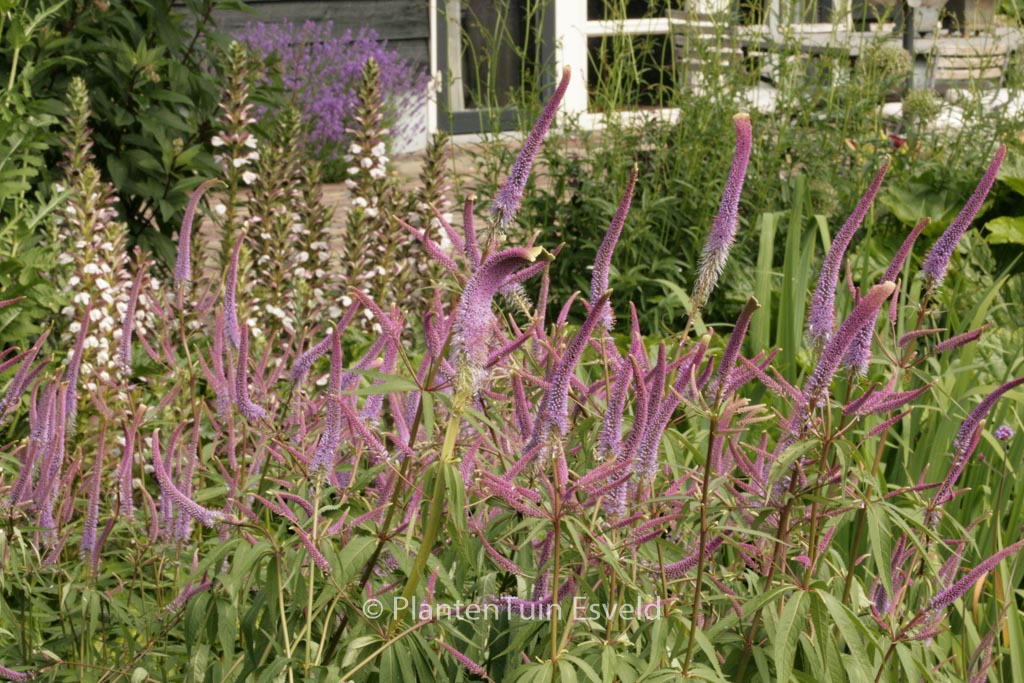 Veronicastrum virginicum ‚Fascination‘