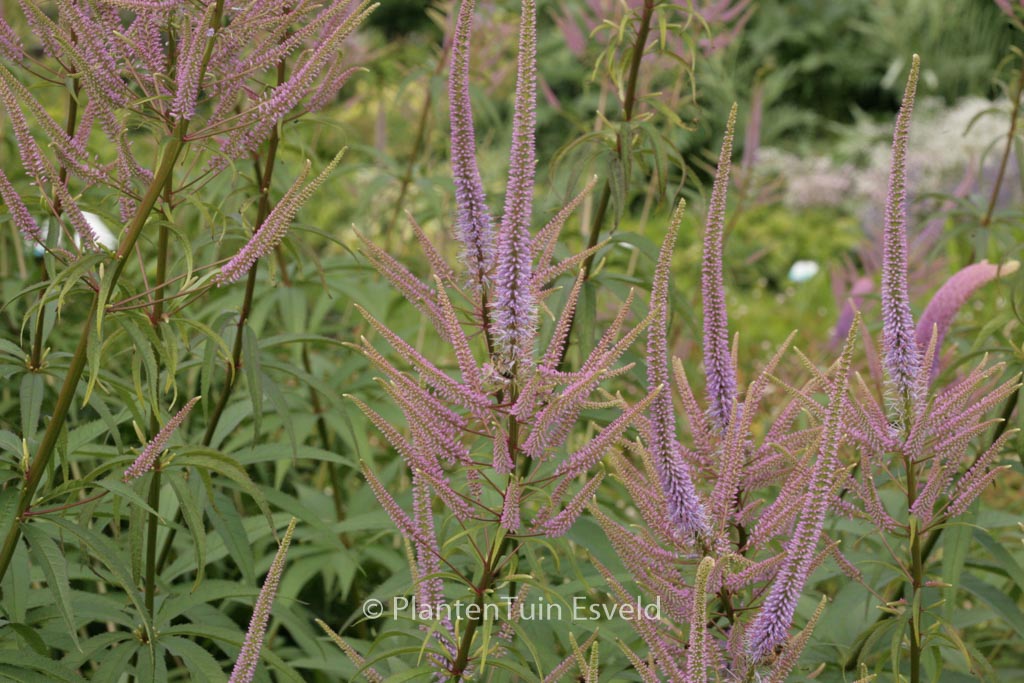 Veronicastrum virginicum ‚Lavendelturm‘