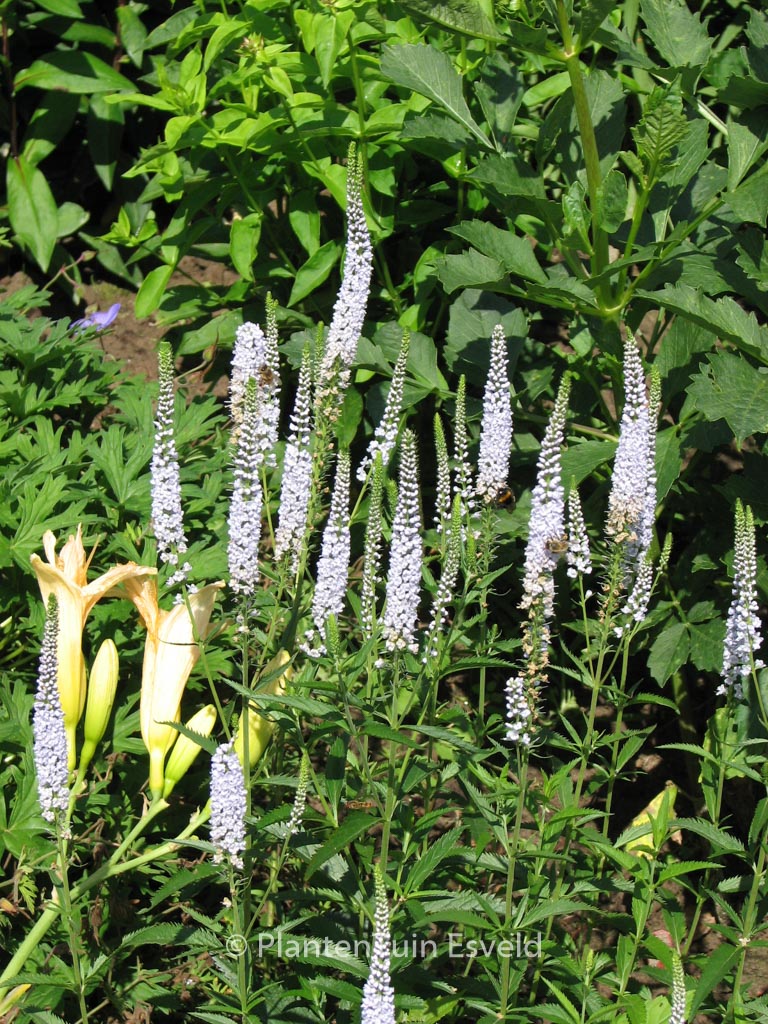 Veronicastrum virginicum ‚Lila Karina‘