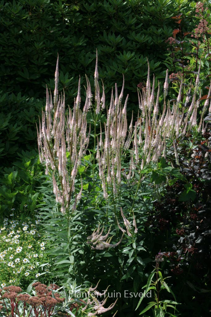 Veronicastrum virginicum ‚Pink Glow‘