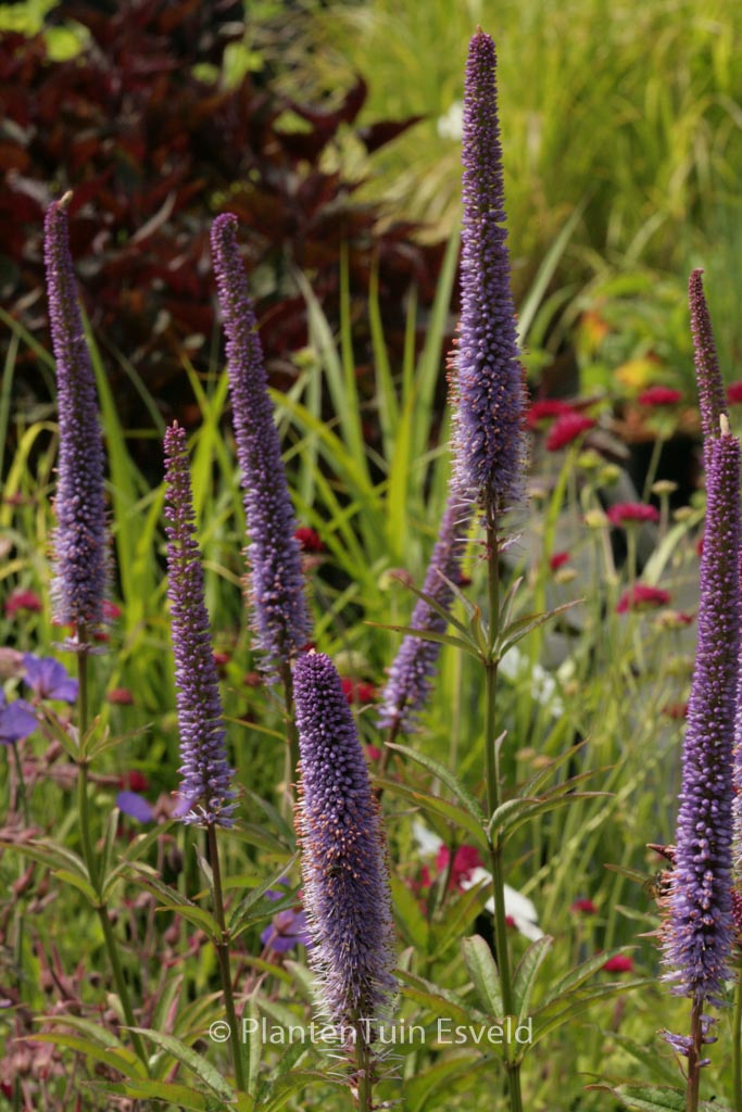 Veronicastrum virginicum ‚Red Arrows‘