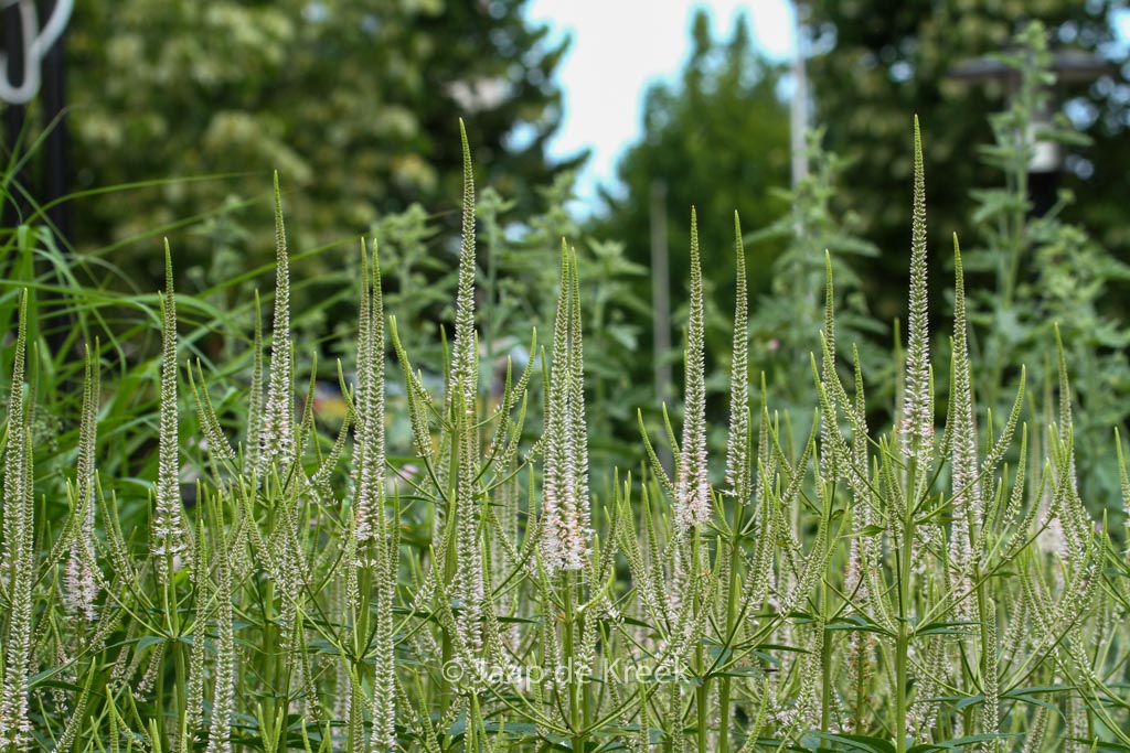 Veronicastrum virginicum ‚Roseum‘