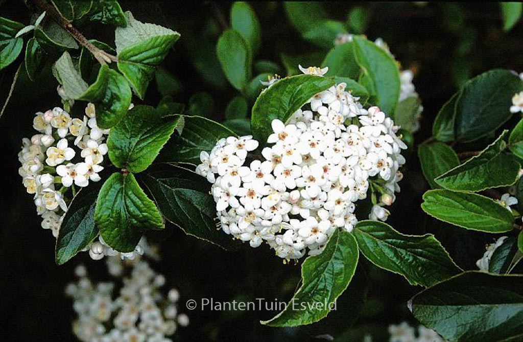 Viburnum ‚Chesapeake‘