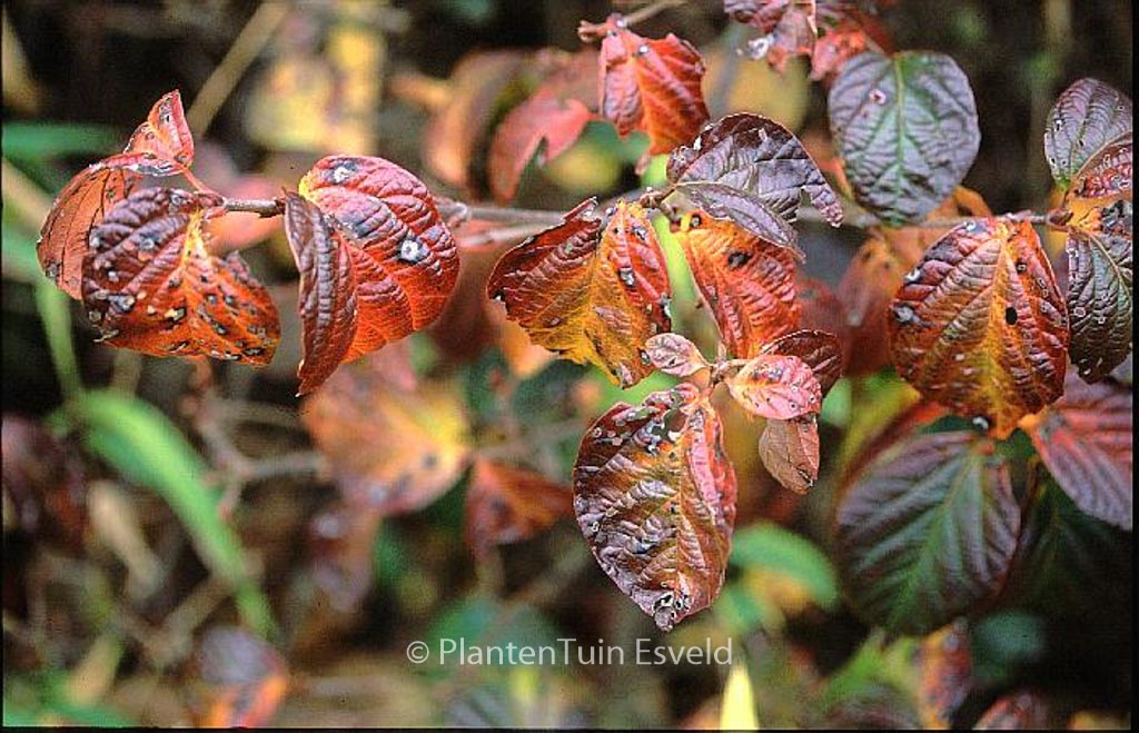 Viburnum ‚Chippewa‘