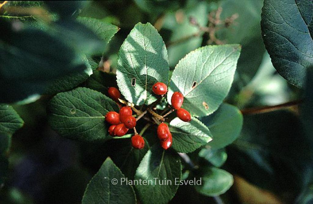 Viburnum ‚Emerald Triumph‘