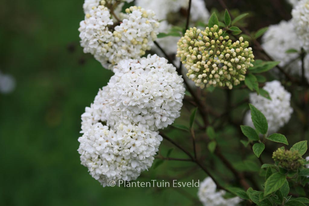Viburnum ‚Eskimo‘