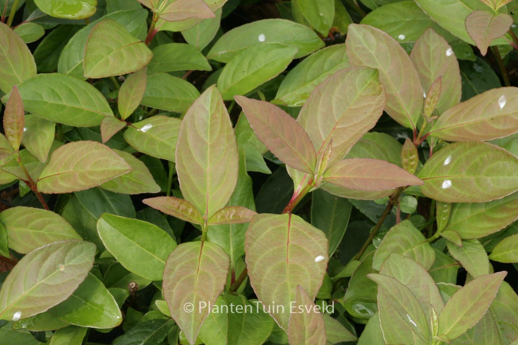 Viburnum ‚Le Bois Marquis‘