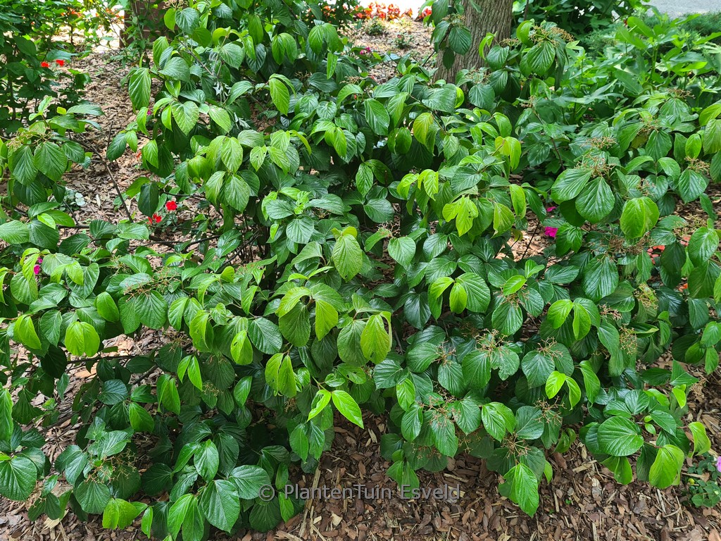 Viburnum ‚NCVX1‘ (SHINY DANCER)