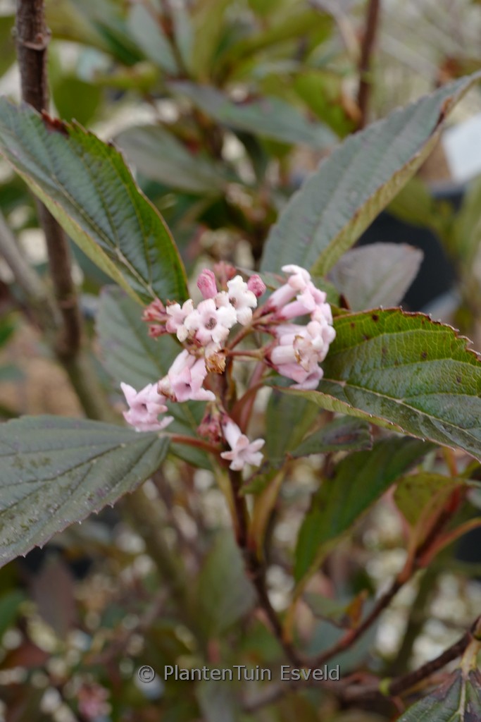 Viburnum ‚NCVX4‘ (SWEET TALKER)