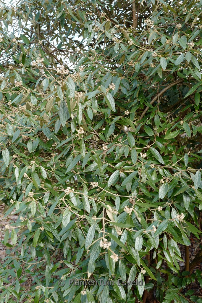 Viburnum ‚Pragense‘