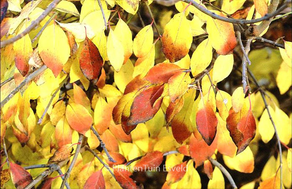 Viburnum ‚Royal Guard‘