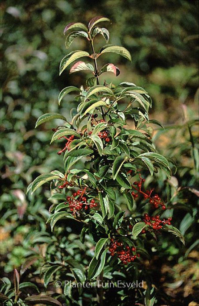 Viburnum ‚Ward van Teylingen‘