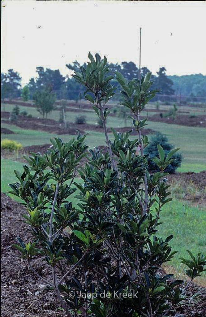 Viburnum awabuki ‚Chindo‘