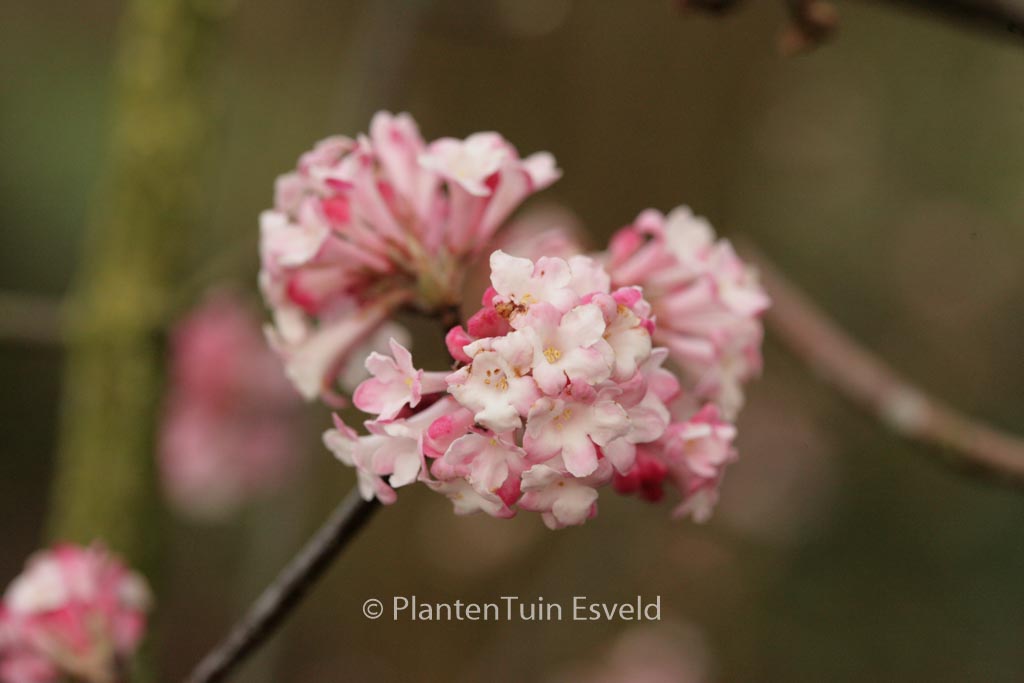 Viburnum bodnantense ‚Charles Lamont‘