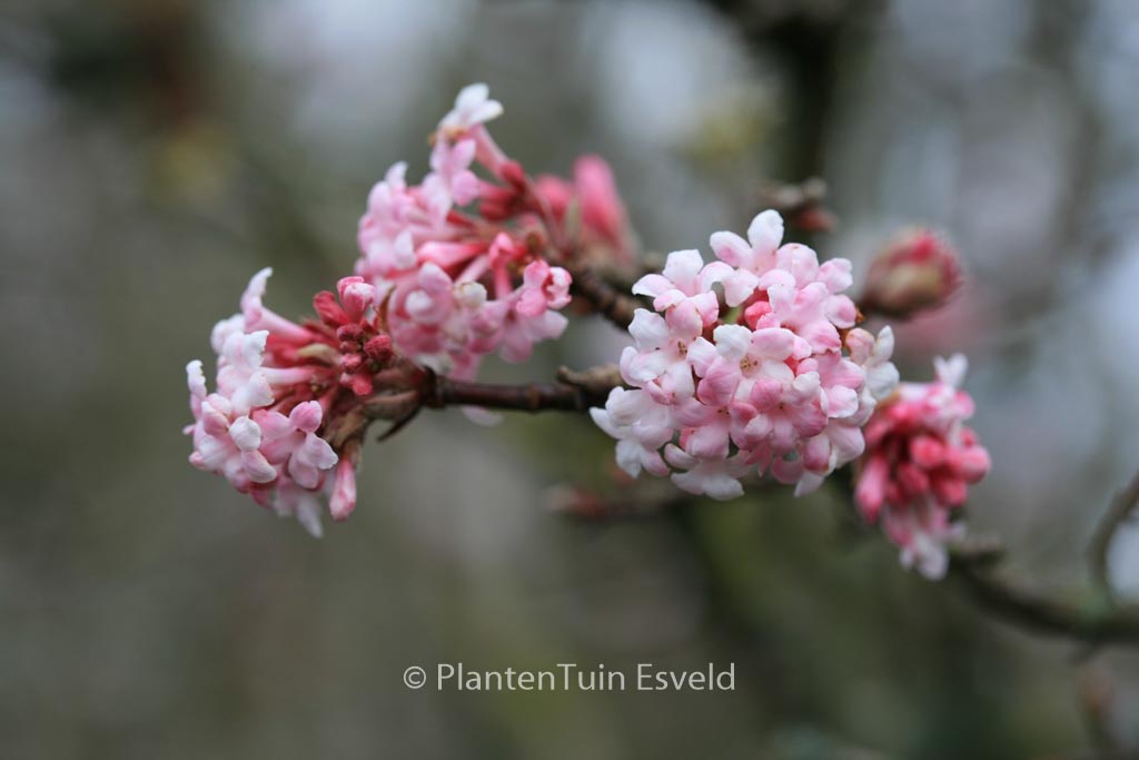 Viburnum bodnantense ‚Dawn‘