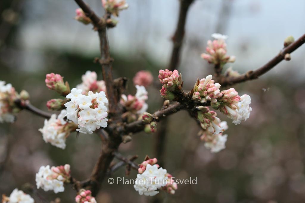 Viburnum bodnantense ‚Deben‘