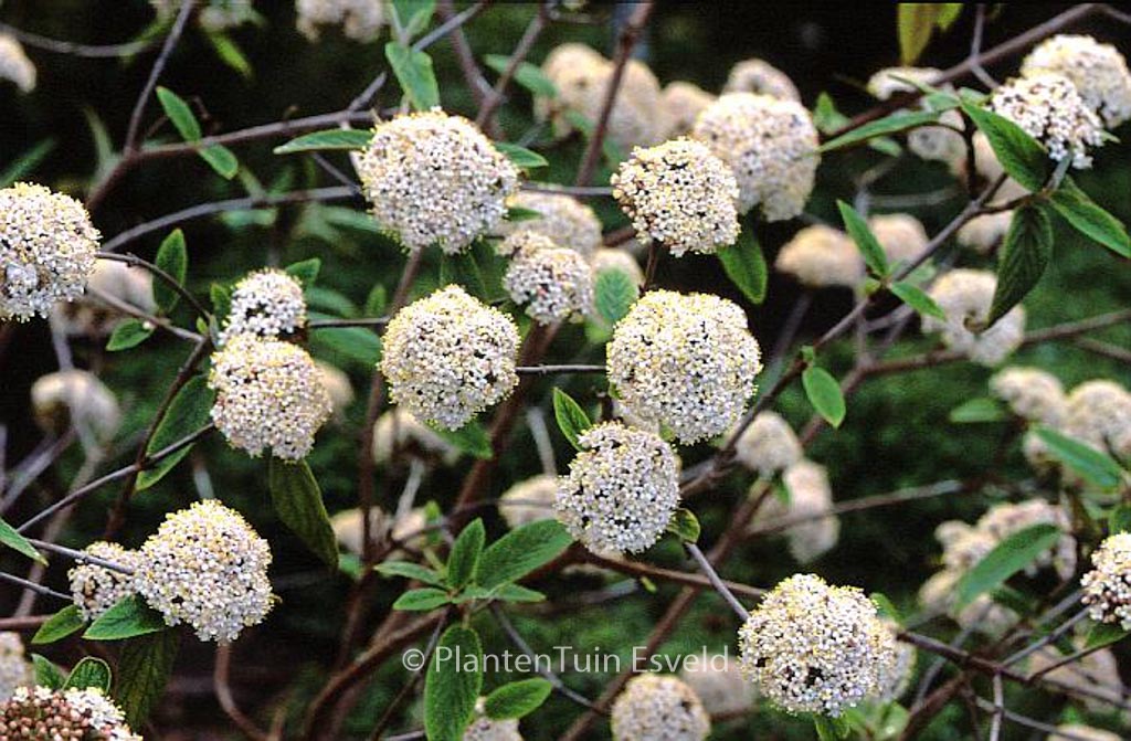 Viburnum buddleifolium