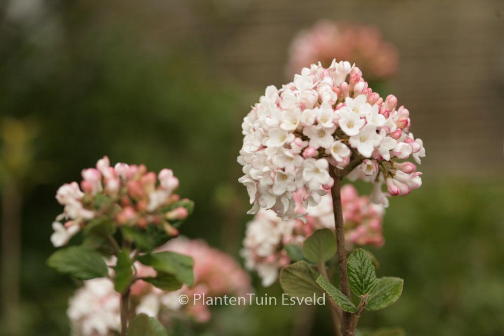 Viburnum burkwoodii ‚Anne Russell‘
