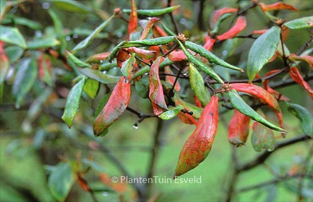 Viburnum burkwoodii ‚Burkwood‘