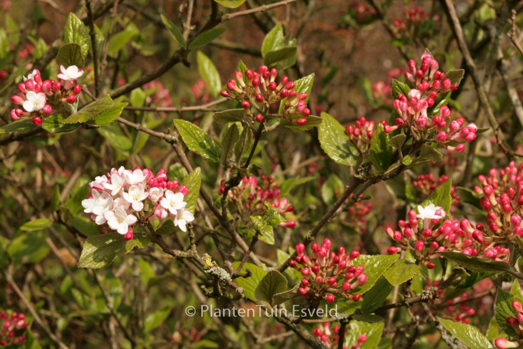 Viburnum burkwoodii ‚Mohawk‘