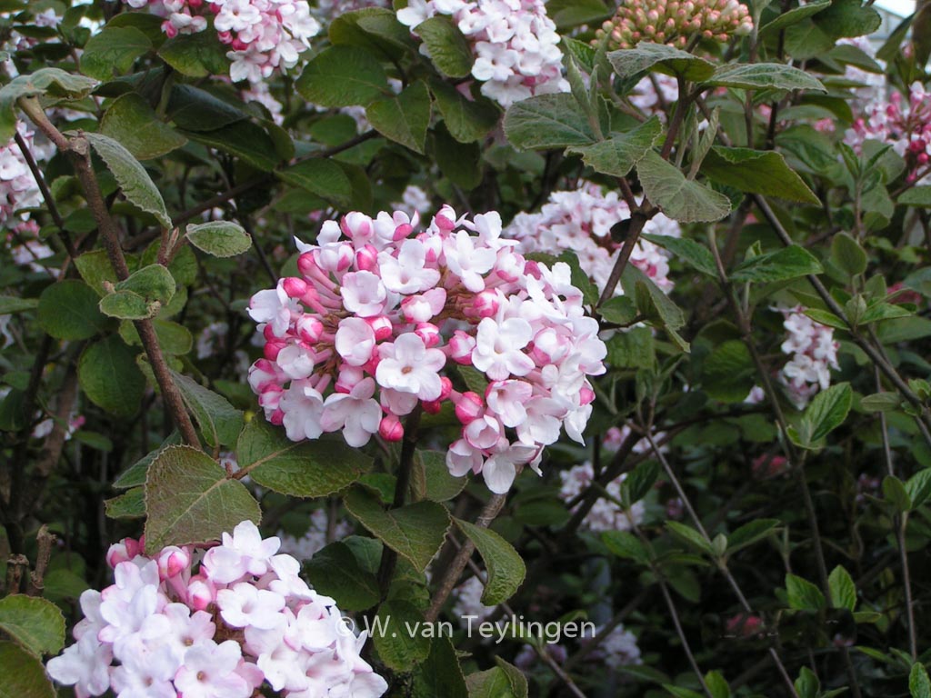 Viburnum carlesii ‚Diana‘