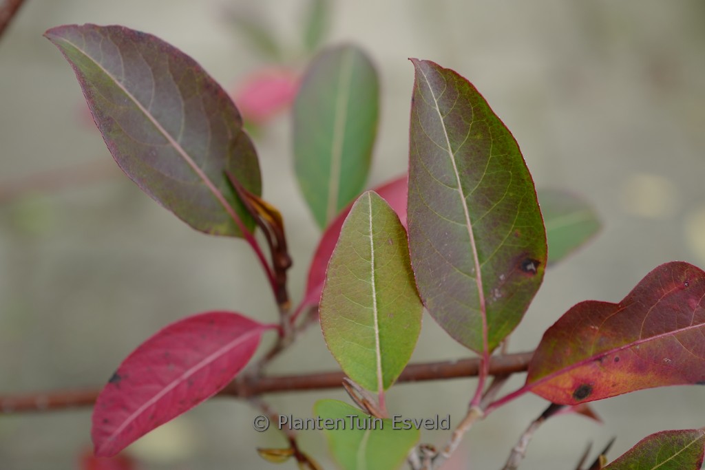 Viburnum cassinoides ‚SMNVCDD‘ (LIL DITTY)