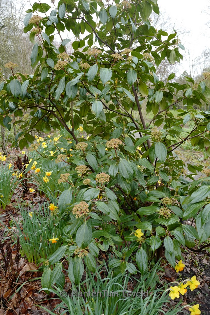 Viburnum cinnamomifolium