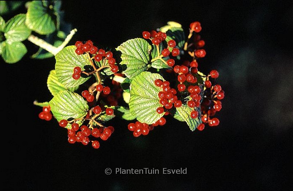 Viburnum dalzielii