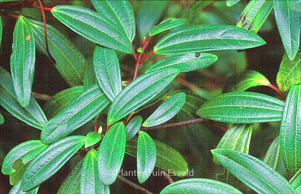 Viburnum davidii ‚Angustifolium‘