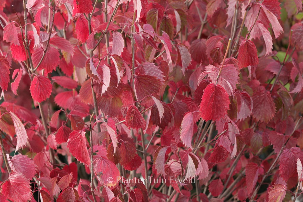 Viburnum dentatum ‚Christom‘ (BLUE MUFFIN)