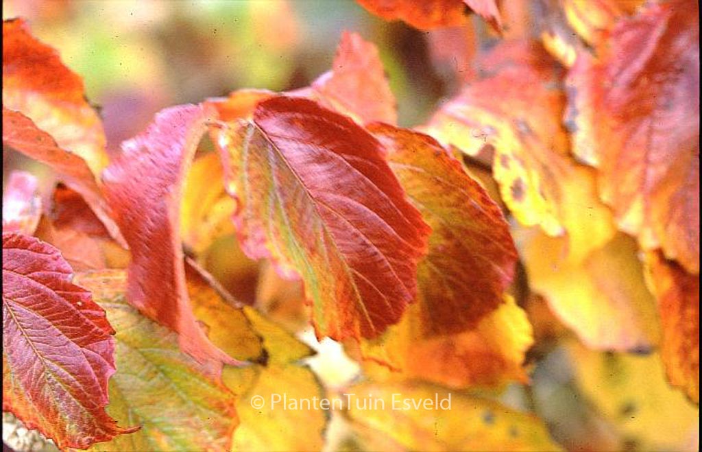Viburnum dentatum ‚Moonglow‘