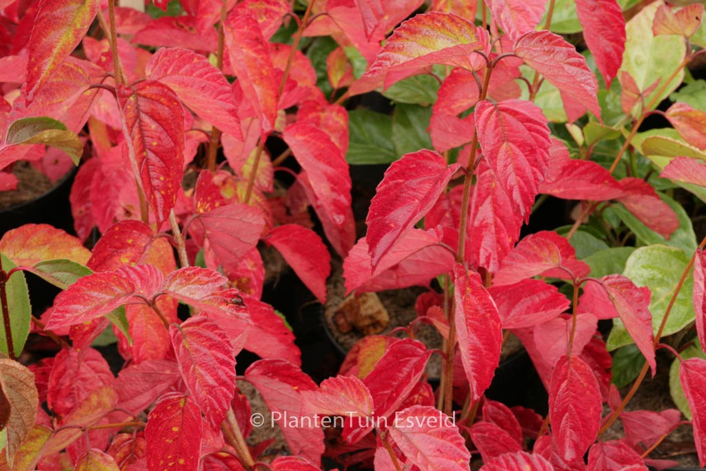 Viburnum dentatum ‚Morton‘ (NORTHERN BURGUNDY)