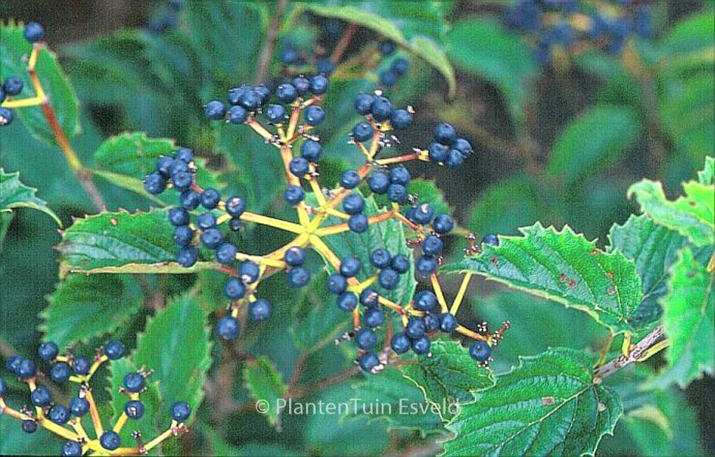 Viburnum dentatum ‚Pathfinder‘