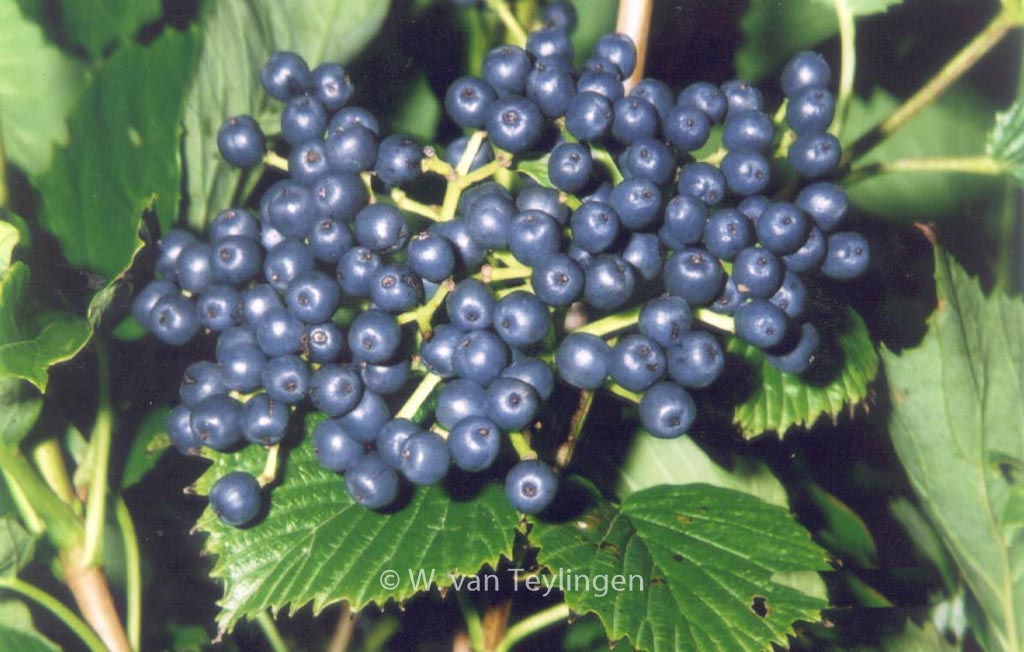 Viburnum dentatum ‚White and Blue‘