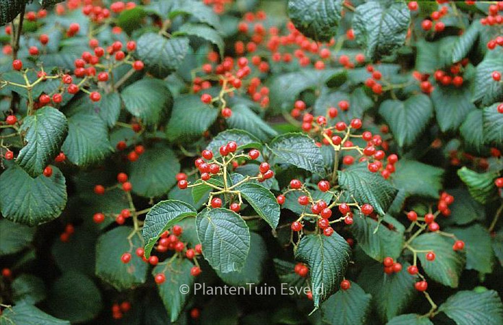 Viburnum dilatatum ‚Asian Beauty‘