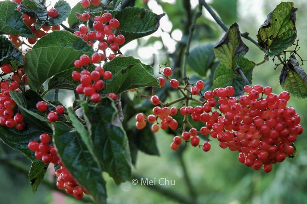 Viburnum dilatatum ‚Erie‘