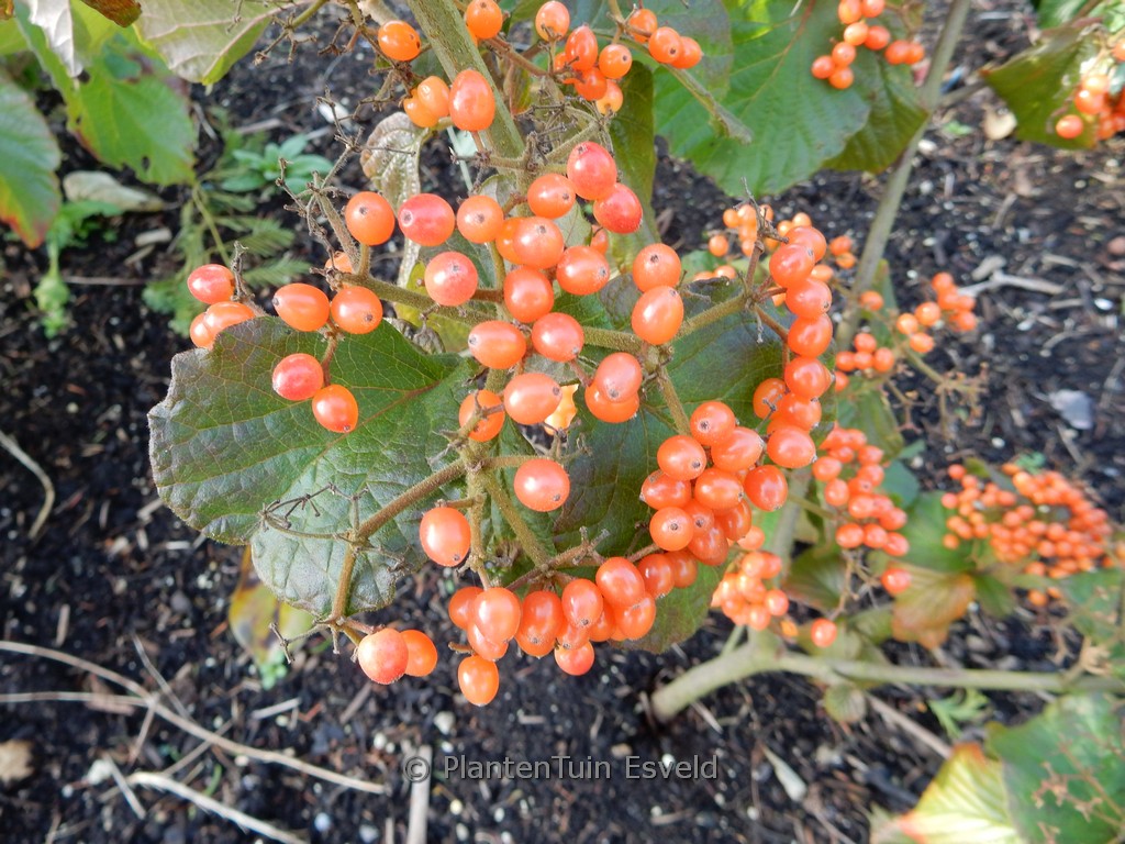Viburnum dilatatum ‚Henneke‘ (CARDINAL CANDY)