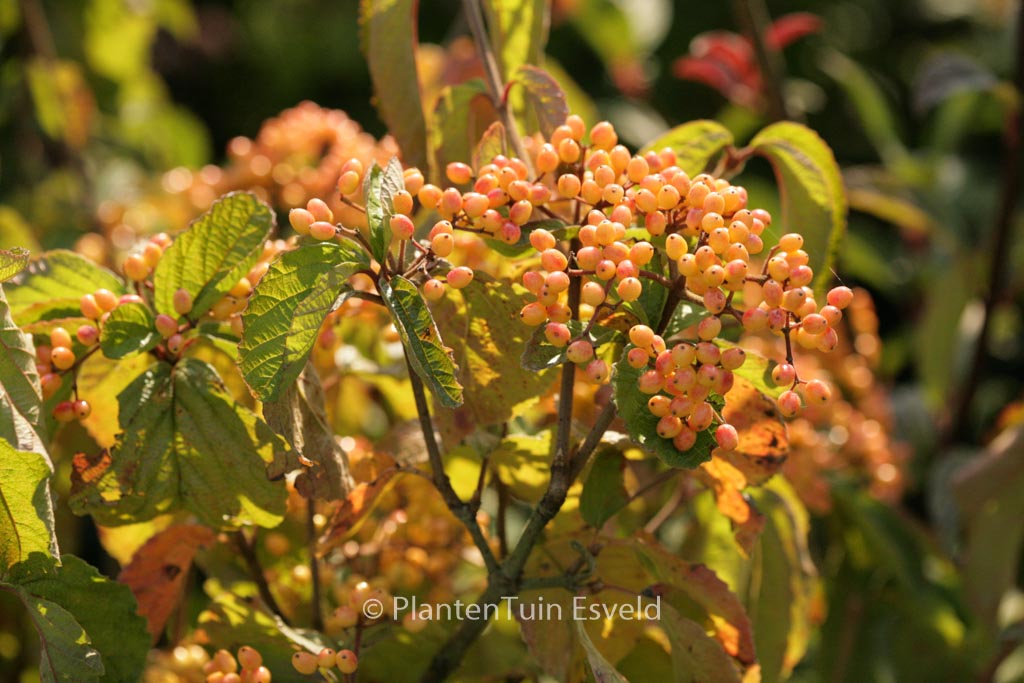 Viburnum dilatatum ‚Michael Dodge‘