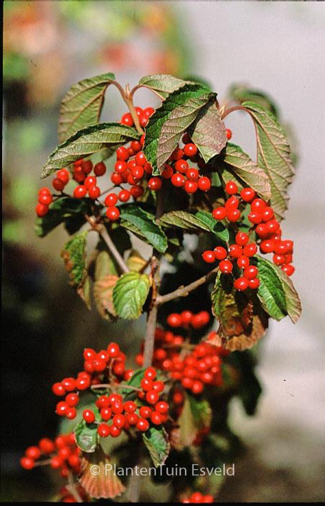 Viburnum dilatatum ‚Sealing Wax‘