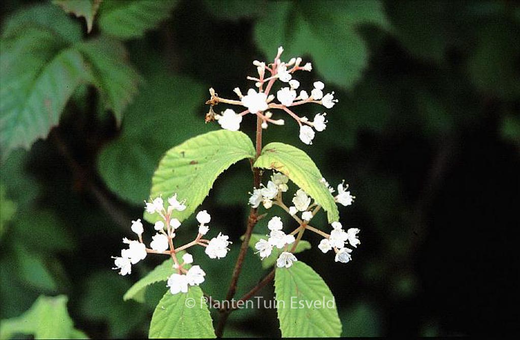 Viburnum erosum