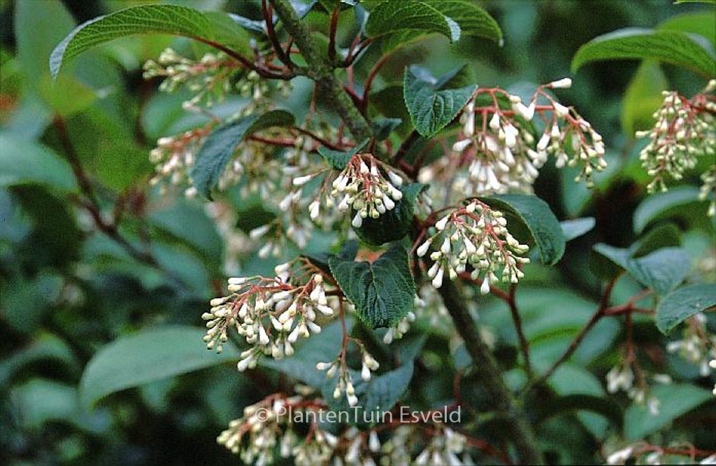 Viburnum erubescens gracilipes