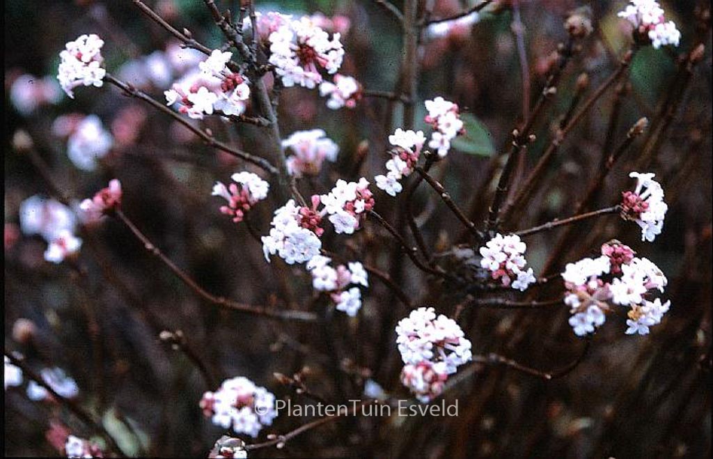 Viburnum farreri ‚December Dwarf‘