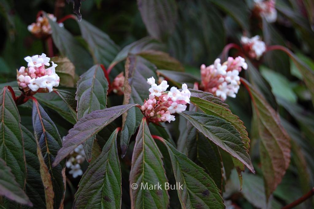 Viburnum farreri ‚Nanum‘