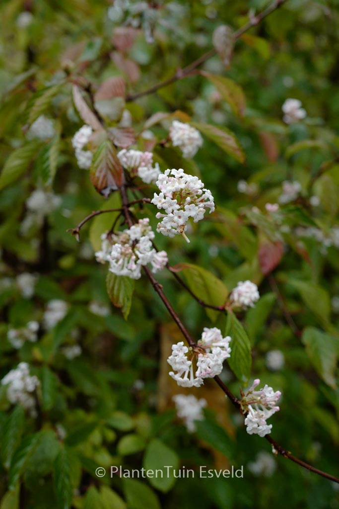 Viburnum farreri