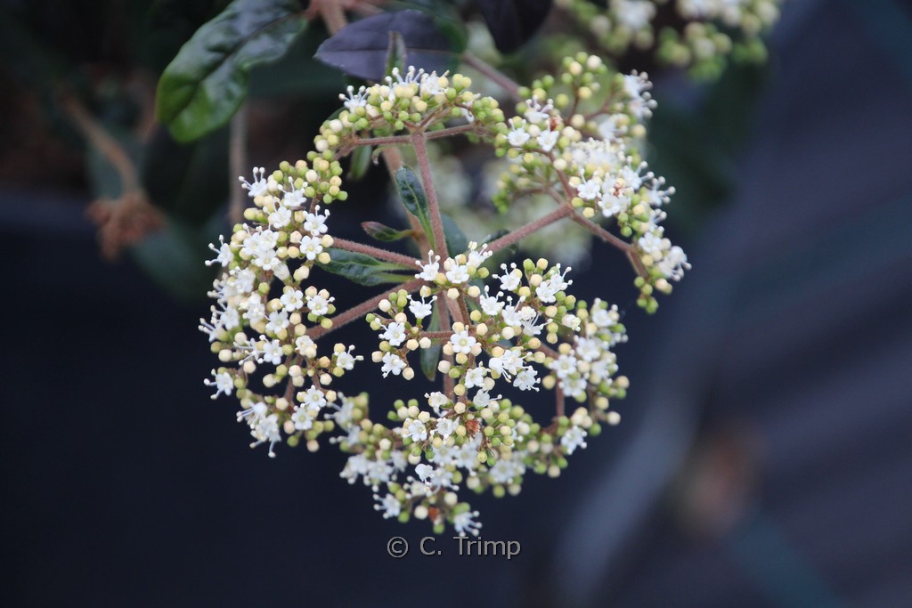 Viburnum foetidum var. rectangulatum