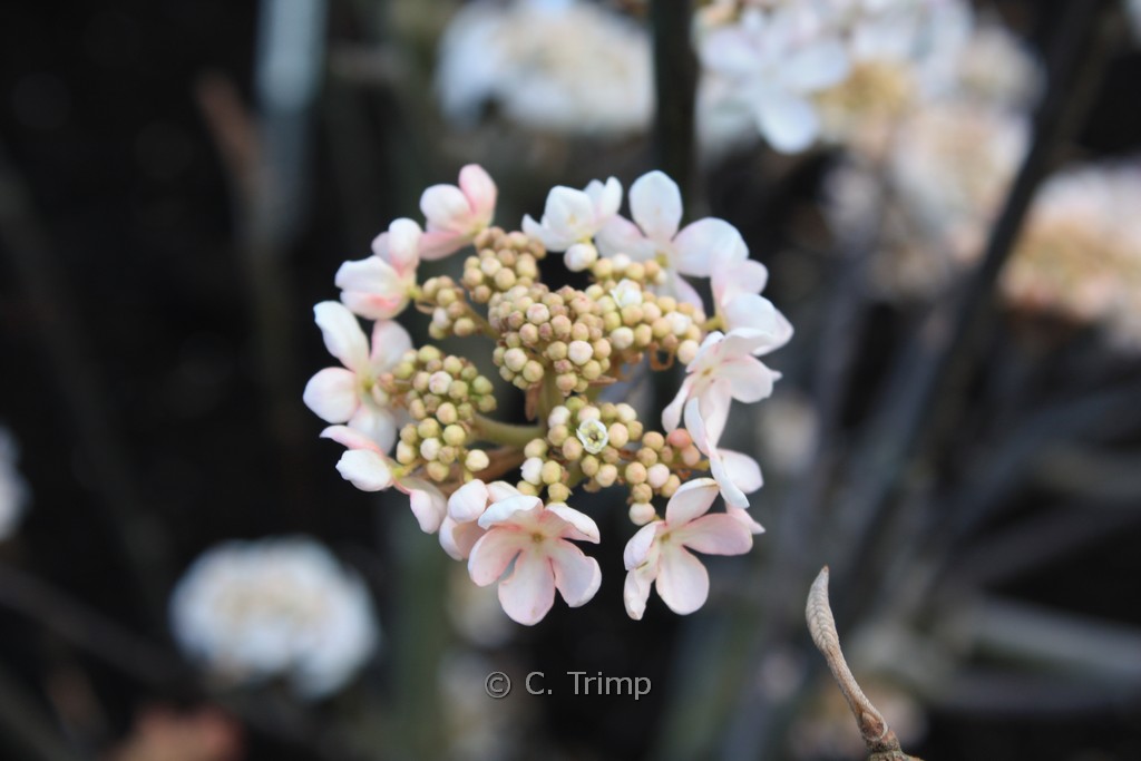 Viburnum furcatum ‚Pink Parasol‘