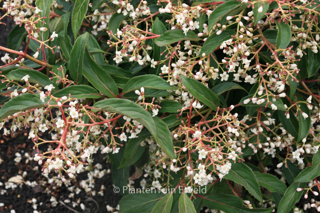 Viburnum hillieri ‚Winton‘