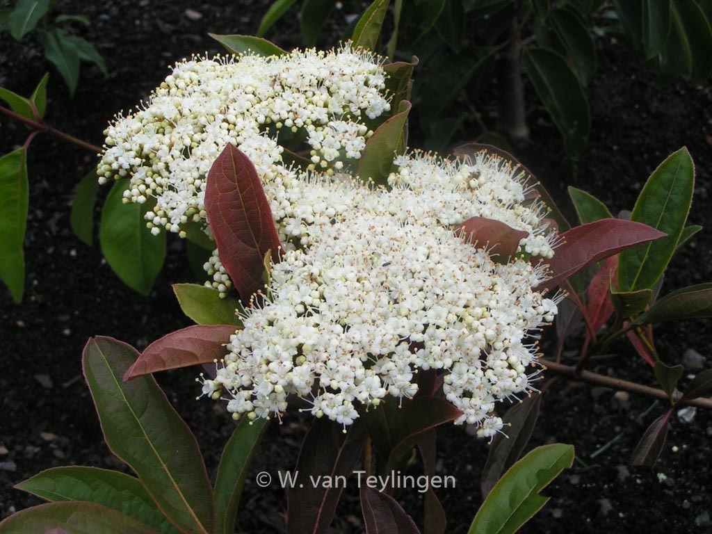 Viburnum hupehense