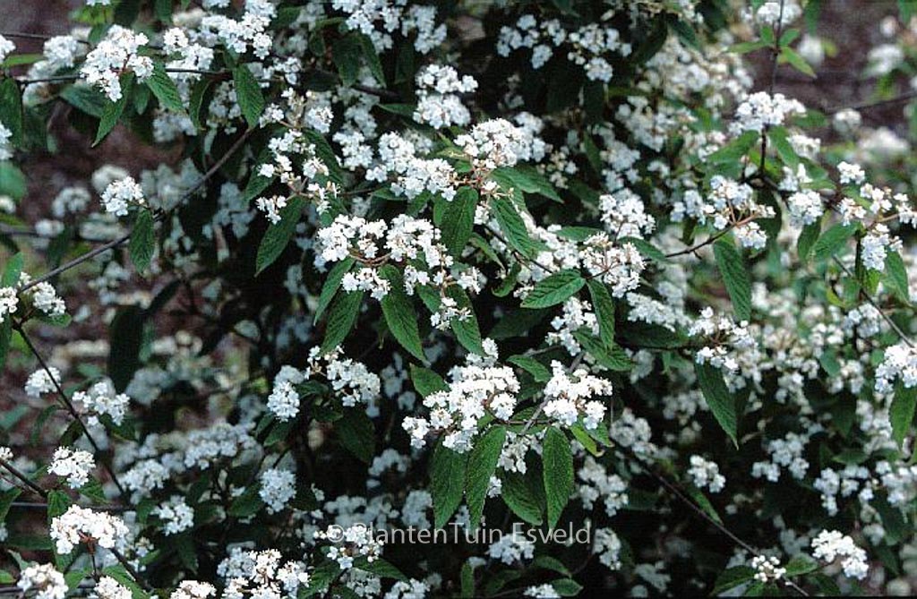 Viburnum ichangense